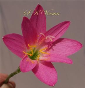  Flower with 8 tepals, 6 stamens and 4-fid stigma